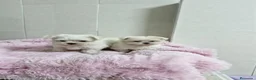 Bichón Maltés perros en venta: Bichón maltés - Anuncio 5