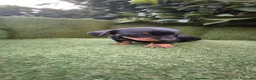 Teckel Miniatura perros en venta: teckel miniatura  - Anuncio 5