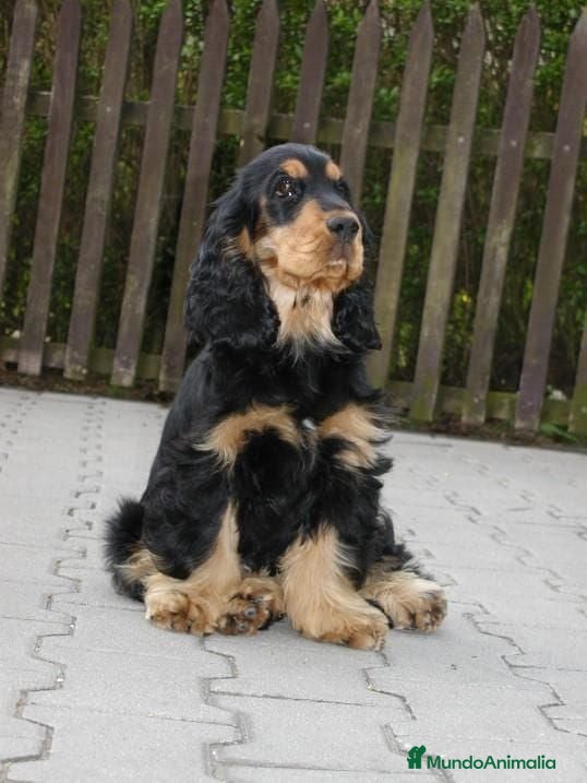 Cocker Spaniel Inglés perros Cocker spanish ingles disponibles  - Anuncio 4