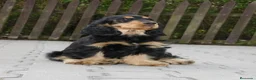 Cocker Spaniel Inglés perros en venta: Cocker spanish ingles disponibles  - Anuncio 1