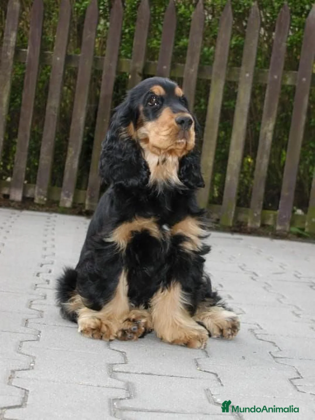 Cocker Spaniel Inglés perros en venta: Cocker spanish ingles disponibles  - Anuncio 1