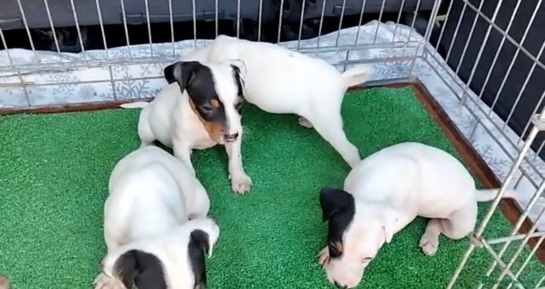 Ratonero Bodeguero Andaluz perros en venta: Dulce cachorrito de Bodeguero Andaluz - Imagen 2
