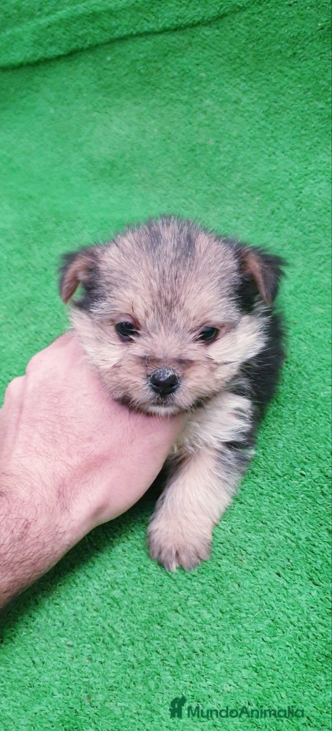 Raza Mixta perros en venta: Mix Yorkshire Terrier toy  - Anuncio 2