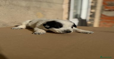 Mastín Español perros Cachorros de mastin español - Anuncio 3