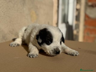 Mastín Español perros Cachorros de mastin español - Anuncio 36