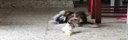 Biewer Yorkshire Terrier a la Pom Pon perros en venta: Biewer adultos con pedigree - Anuncio 3