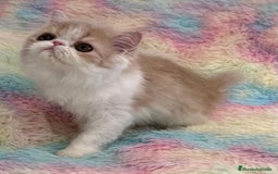 Exótico de Pelo Largo gatos en venta: Gatita  - Imagen 2