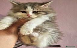 Kurilean Bobtail de Pelo Largo gatos en venta: Kurilian macho - Imagen 2