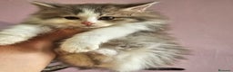 Kurilean Bobtail de Pelo Largo gatos en venta: Kurilian macho - Anuncio 2