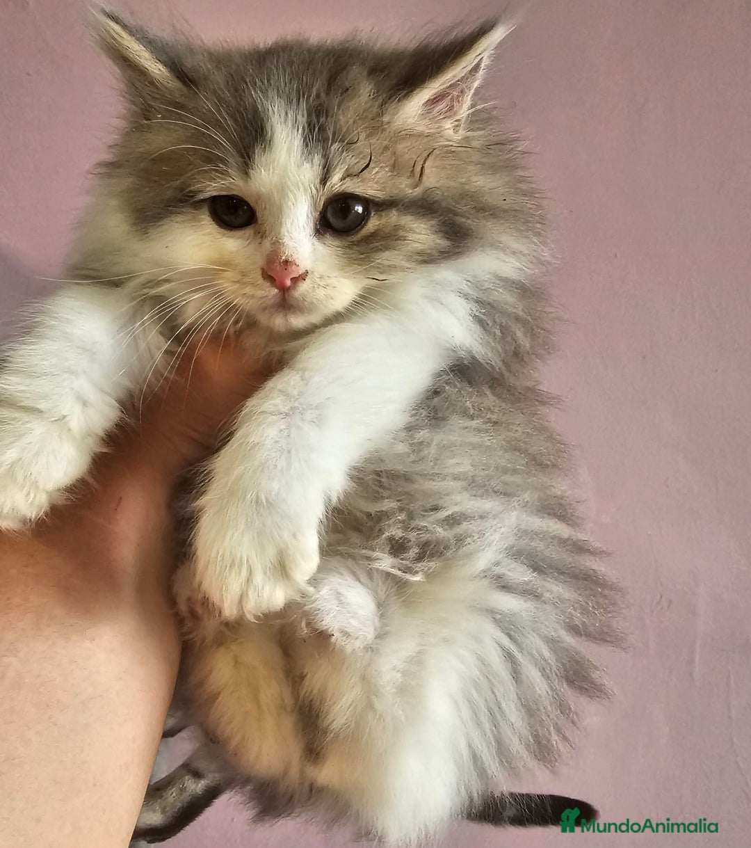Kurilean Bobtail de Pelo Largo gatos en venta: Kurilian macho - Imagen 2
