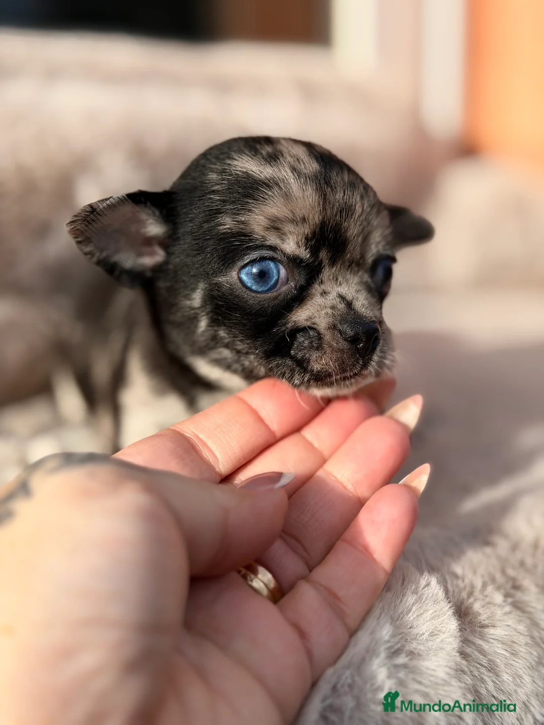 Chihuahua perros en venta: Chihuahua línea rusa  - Anuncio 5