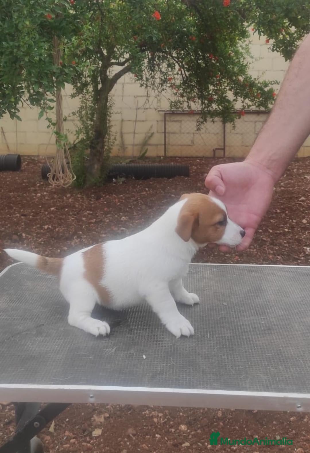 Jack Russell Terrier perros en venta: Jack russell terries - Anuncio 1
