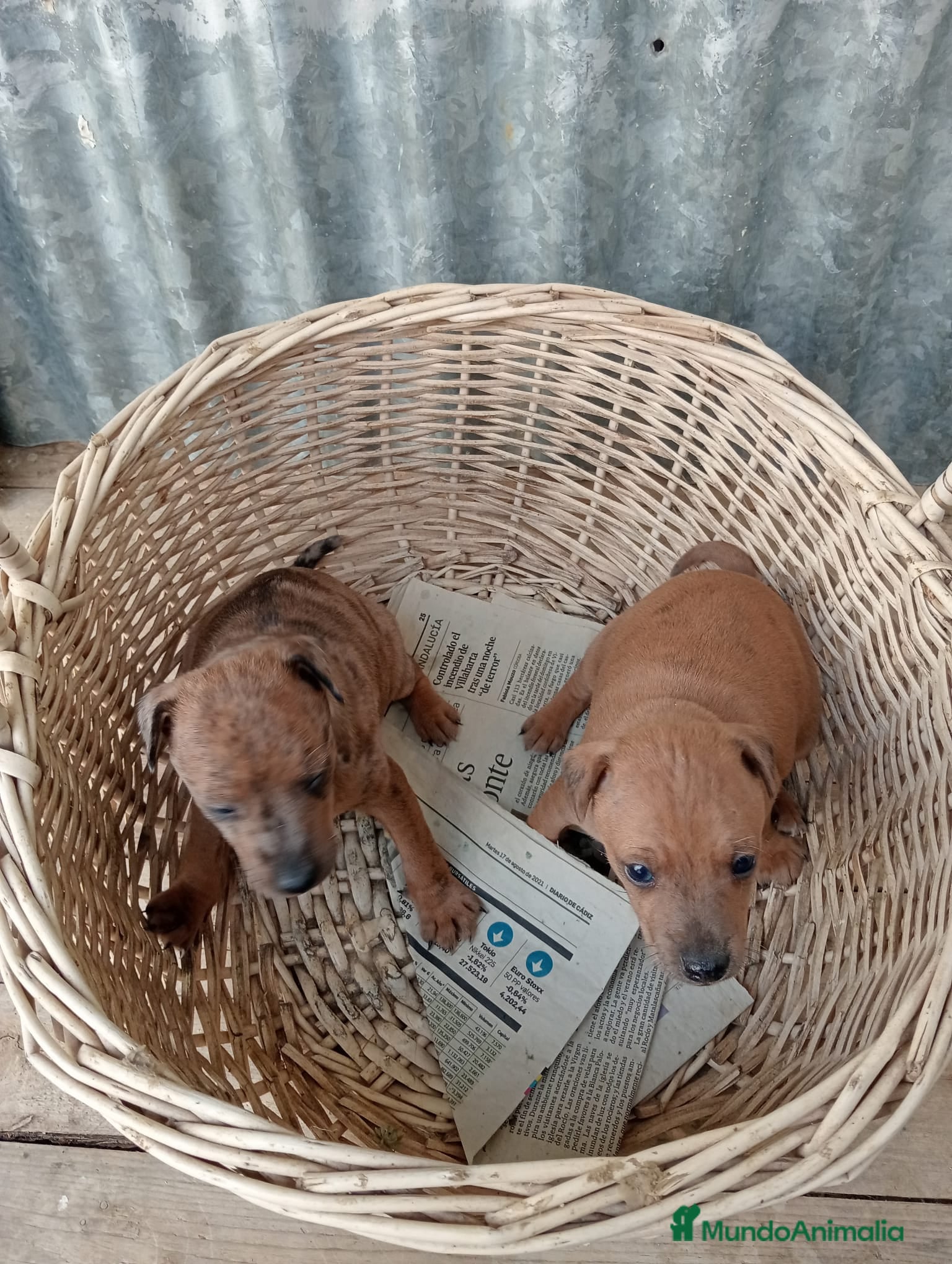 Raza Mixta perros Lebrel cruzado - Anuncio 1