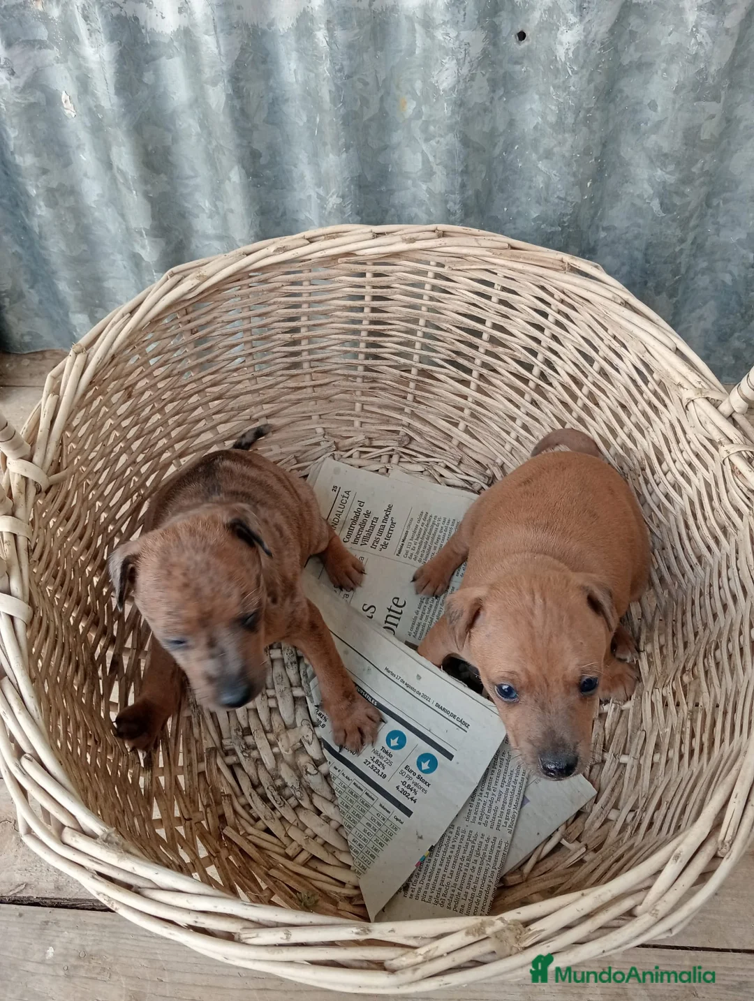Raza Mixta perros en venta: Lebrel cruzado - Anuncio 1