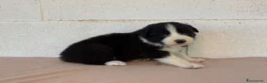Border Collie Negro Macho