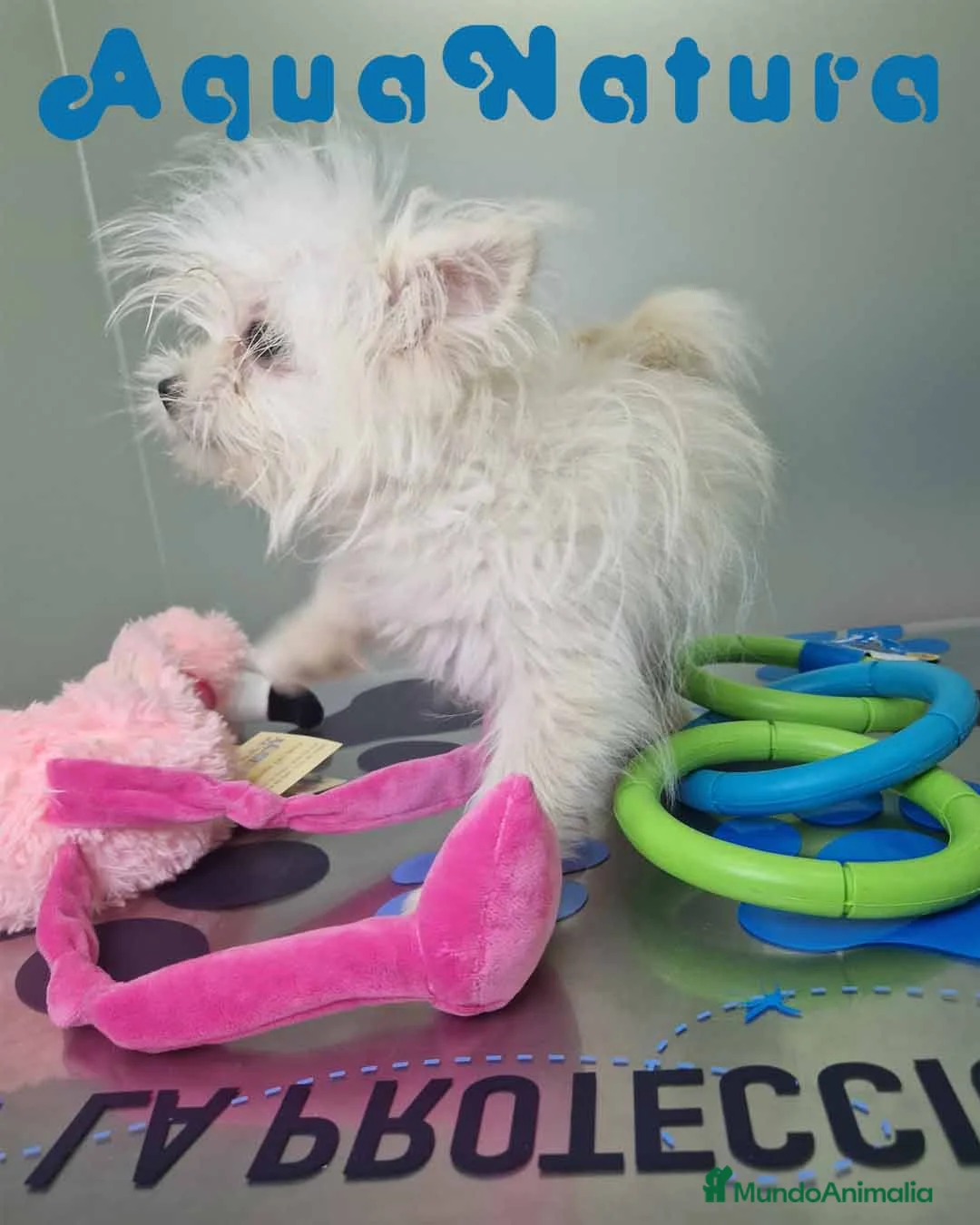 Raza Mixta perros en venta: Havapom Macho 4562 AQUANATURA - Anuncio 4