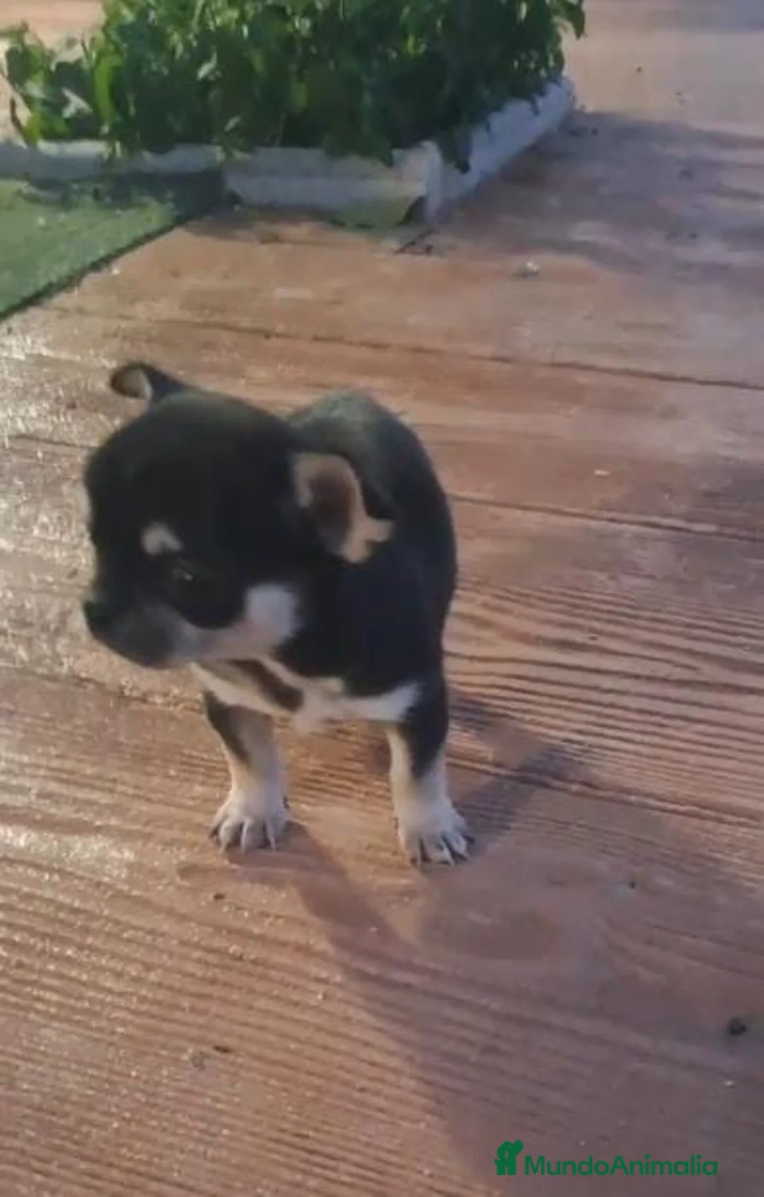 Chihuahua perros en venta: IMPRESIONANTES CHIHUAHUAS MINI TOYS en Murcia - Anuncio 4