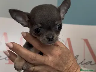 Chihuahua perros Espectacular súper mini chihuahua blue - Anuncio 2