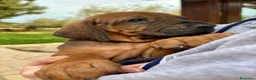 Rhodesian Ridgeback perros en venta: Rodhesian Ridgeback cachorros - Anuncio 3