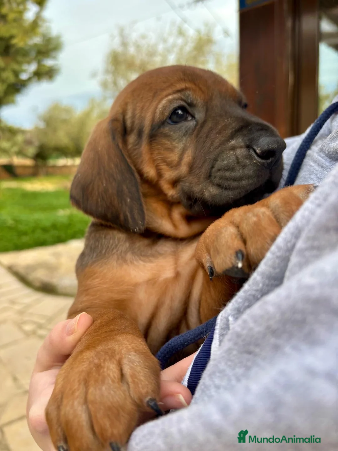 Rhodesian Ridgeback perros en venta: Rodhesian Ridgeback cachorros - Anuncio 3