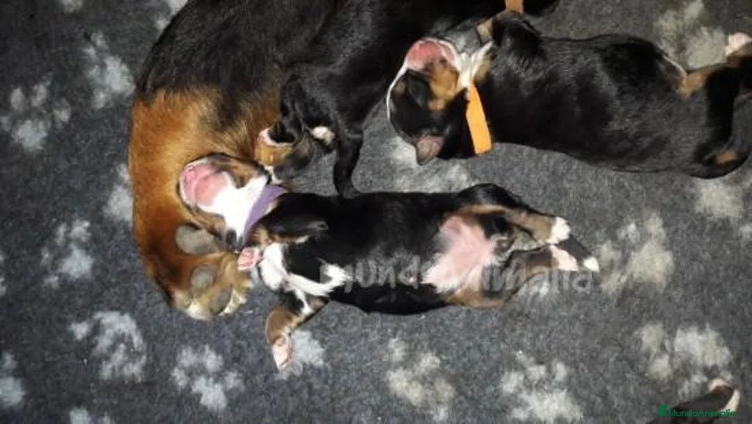 Imagen de galería {{count}}