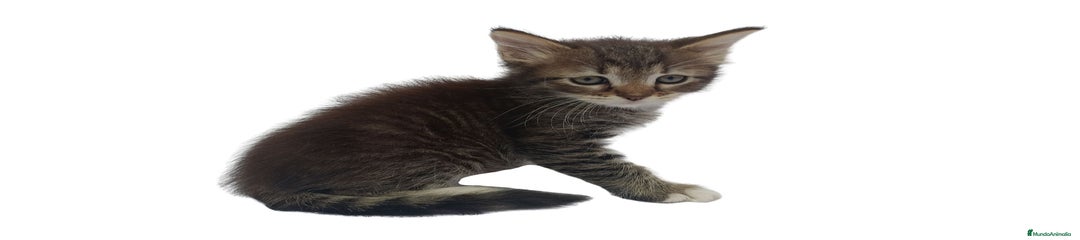 Whiskers