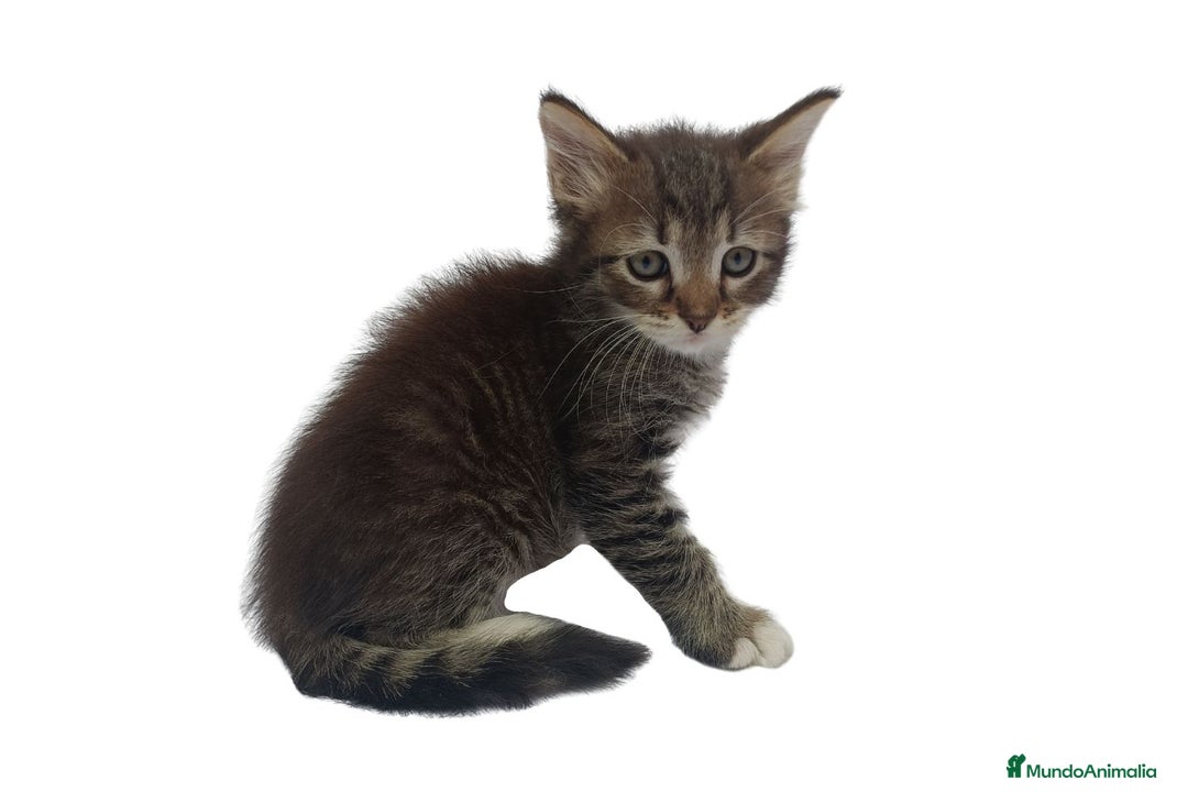 Siberiano gatos en venta: Gatitos siberianos hipoalergénicos - Imagen 2