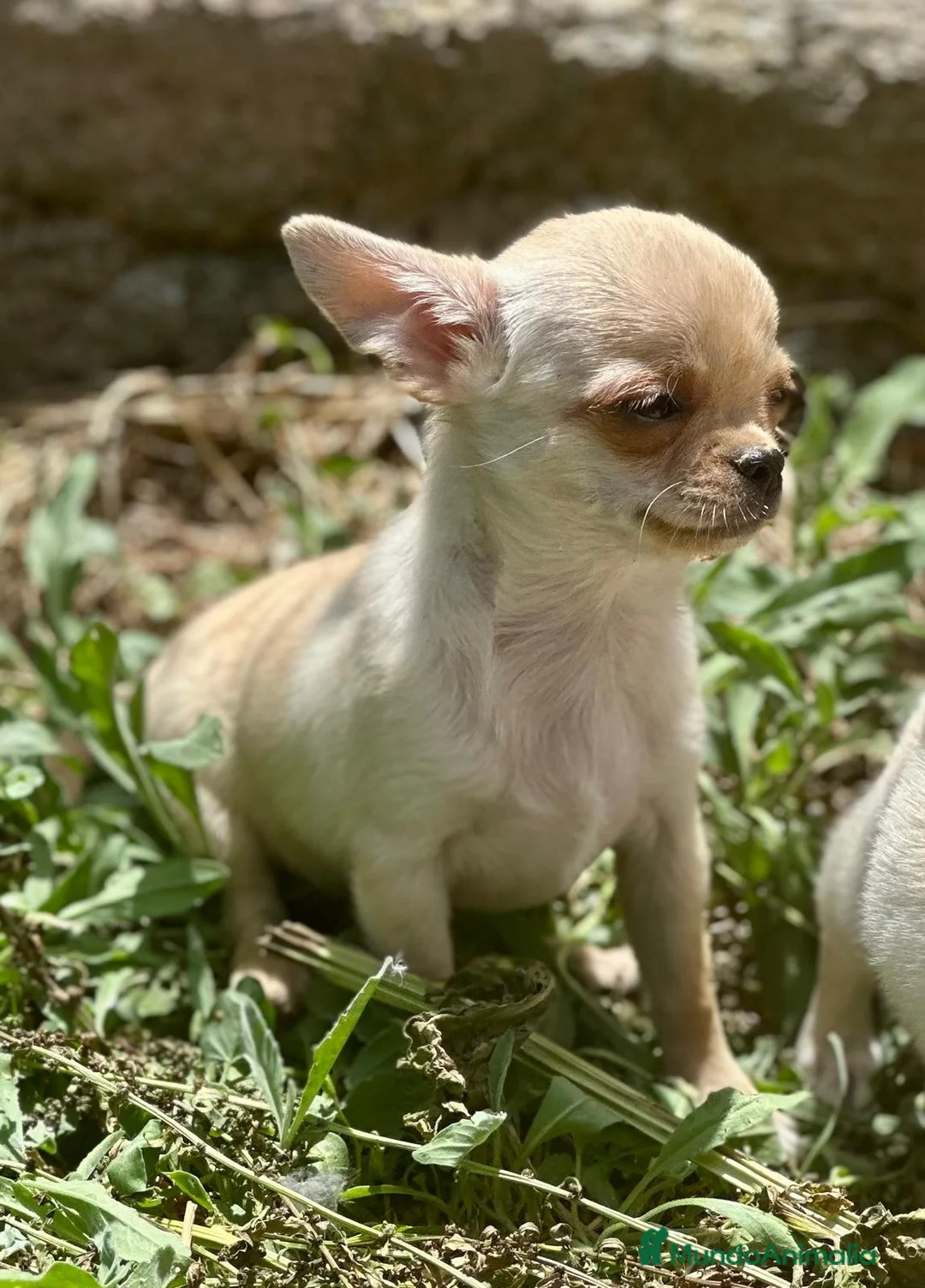 Chihuahua perros en venta: Chihuahua toy  - Anuncio 3