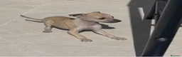 Galgo Español perros en venta: GALGO ISABELINO - Anuncio 1