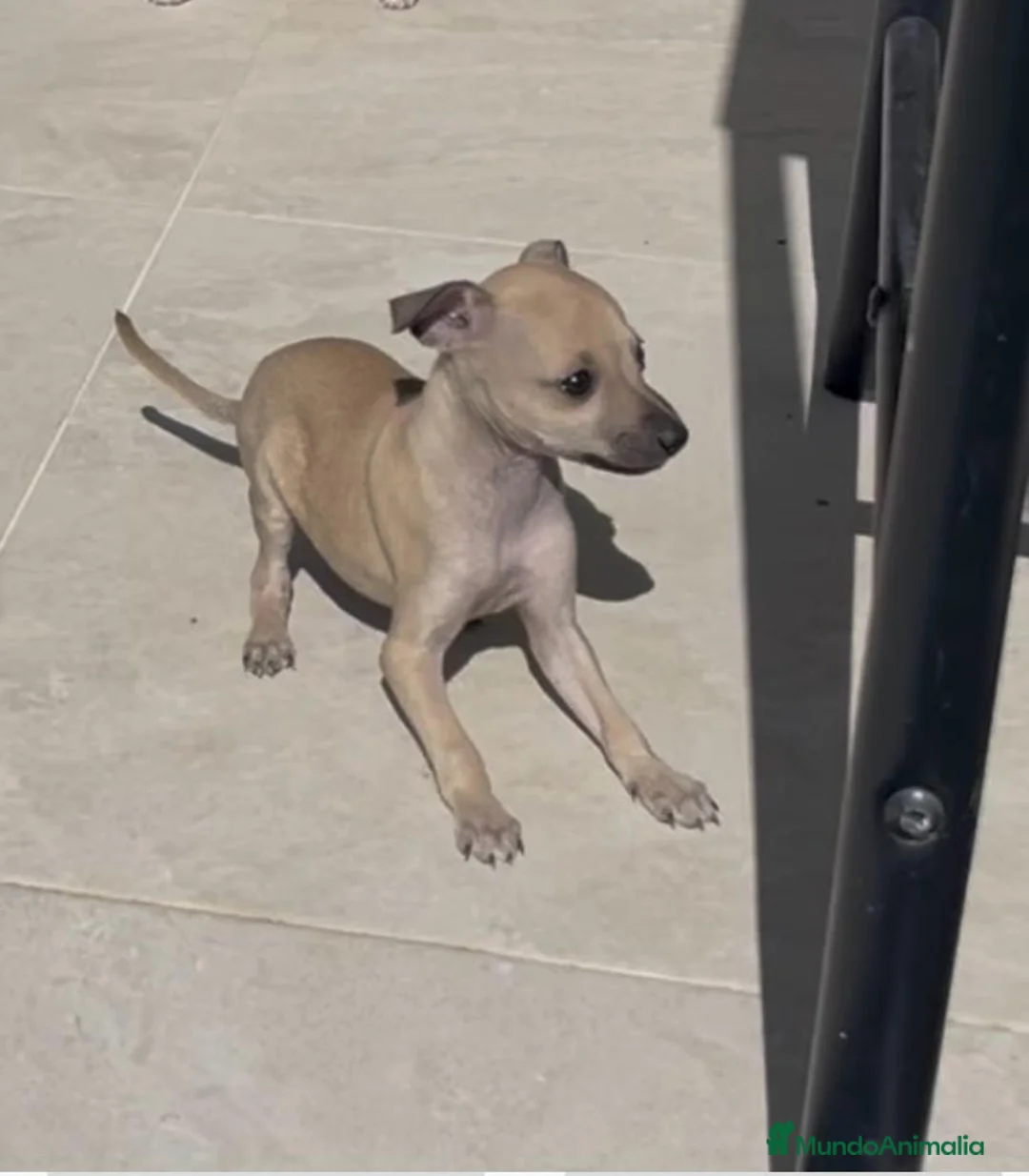 Galgo Español perros en venta: GALGO ISABELINO - Anuncio 1