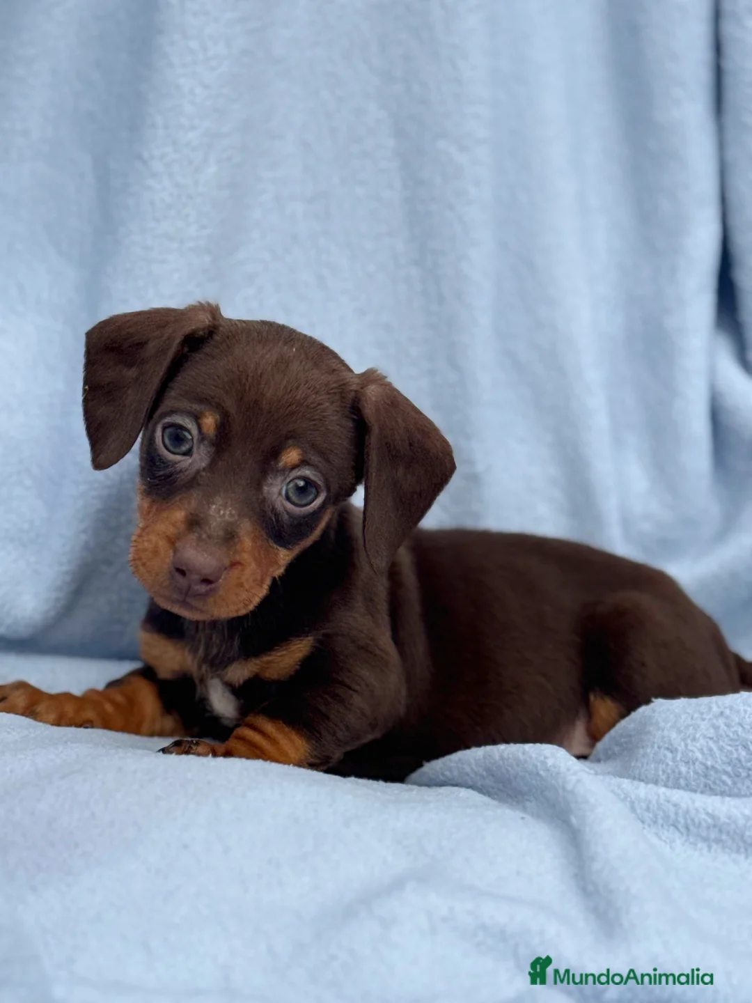 Teckel Miniatura perros en venta: Teckel mini arlequín chocolate disponible  - Anuncio 11
