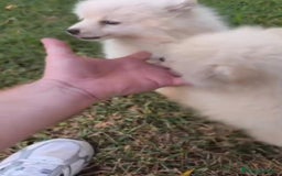 Pomerania perros en venta: Lulu pomerania toy - Imagen 3