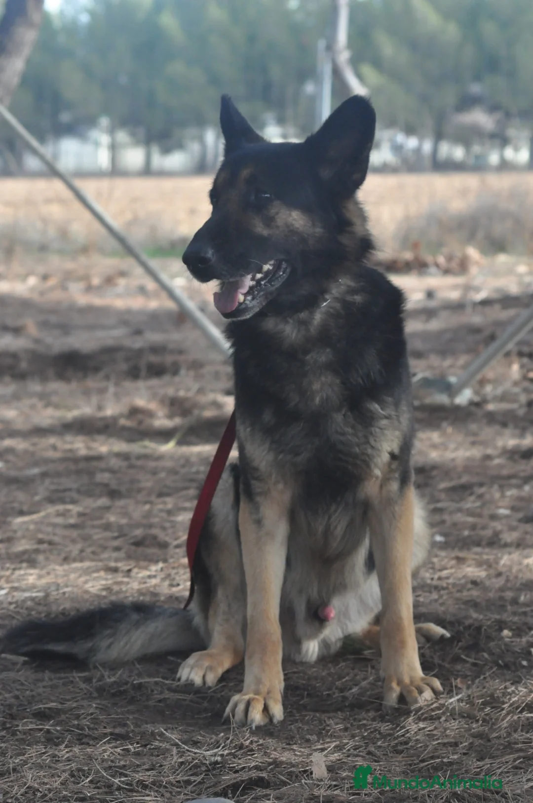 Pastor Alemán perros para monta: Se ofrece  - Anuncio 1