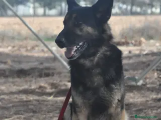 Pastor Alemán perros para monta: Se ofrece - Anuncio 1