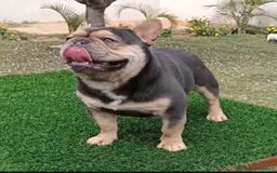 Bulldog Francés perros en venta: ‼️‼️HEMBRA DE BULLDOG FRANCES BLUE - Imagen 4