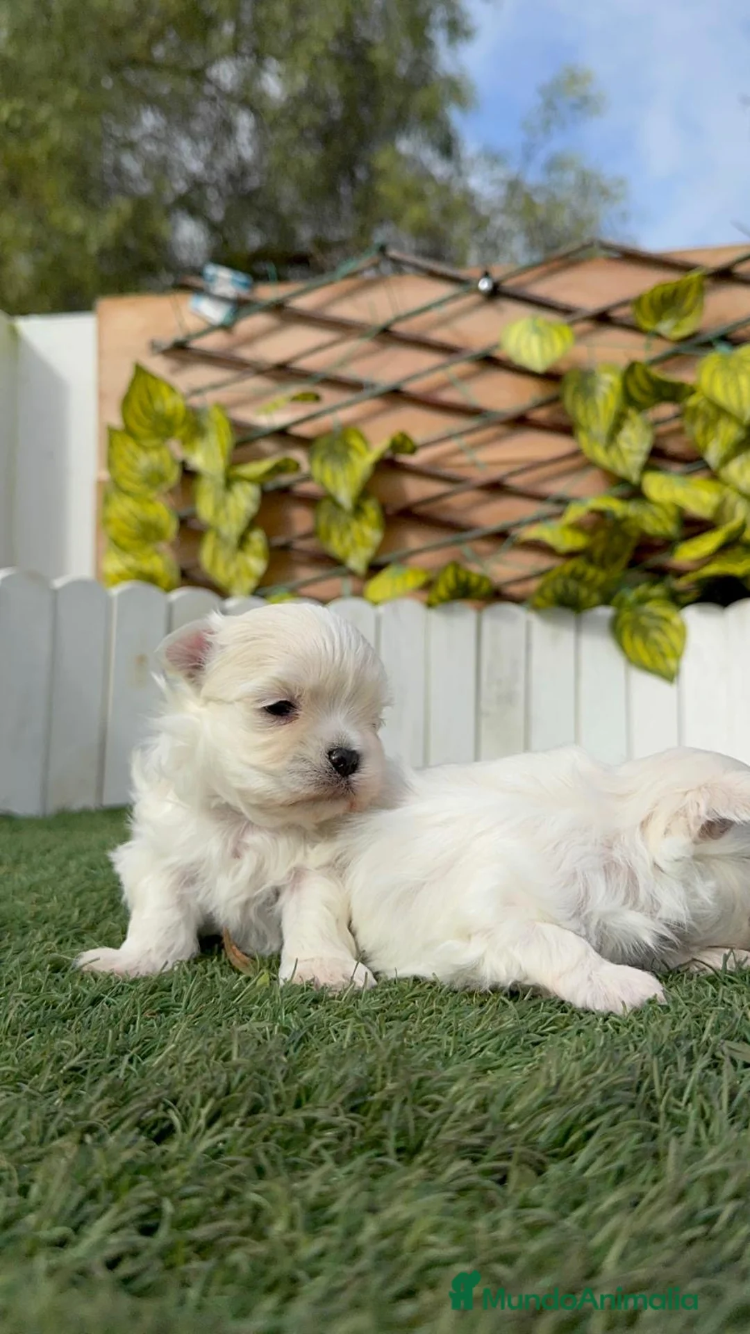 Bichón Maltés perros en venta: BICHÓN MALTÉS COREANO - Anuncio 5