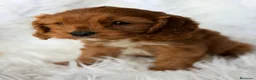 Cavapoo perros en venta: Cavapoo rojo  - Anuncio 5