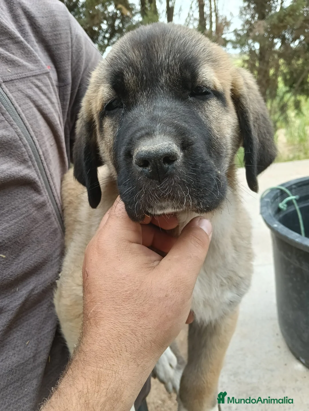 Mastín Español perros en venta: Mastín español exclusivos - Anuncio 6