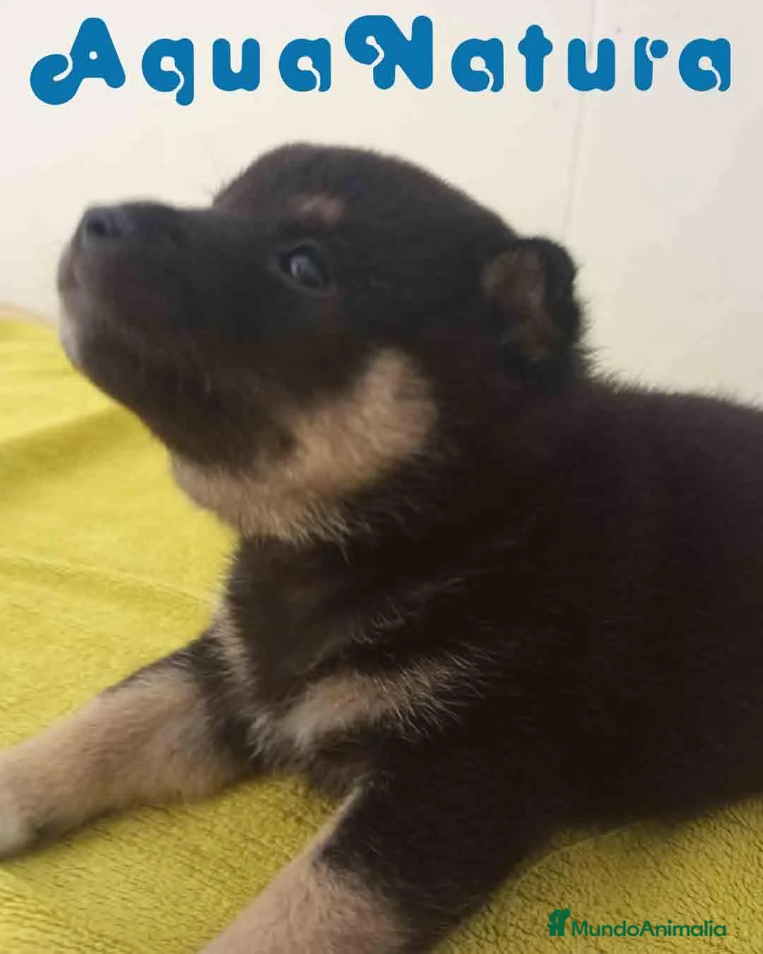 Shiba Inu perros en venta: Shiba Inu Macho 2 de Magy y Simbad AQUANATURA - Anuncio 2