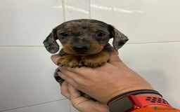 Teckel Miniatura perros en venta: Teckel 650€ ¡PRECIO REAL! - Imagen 4