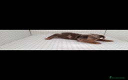 Teckel Miniatura perros en venta: Teckel kaninchen  - Imagen 3