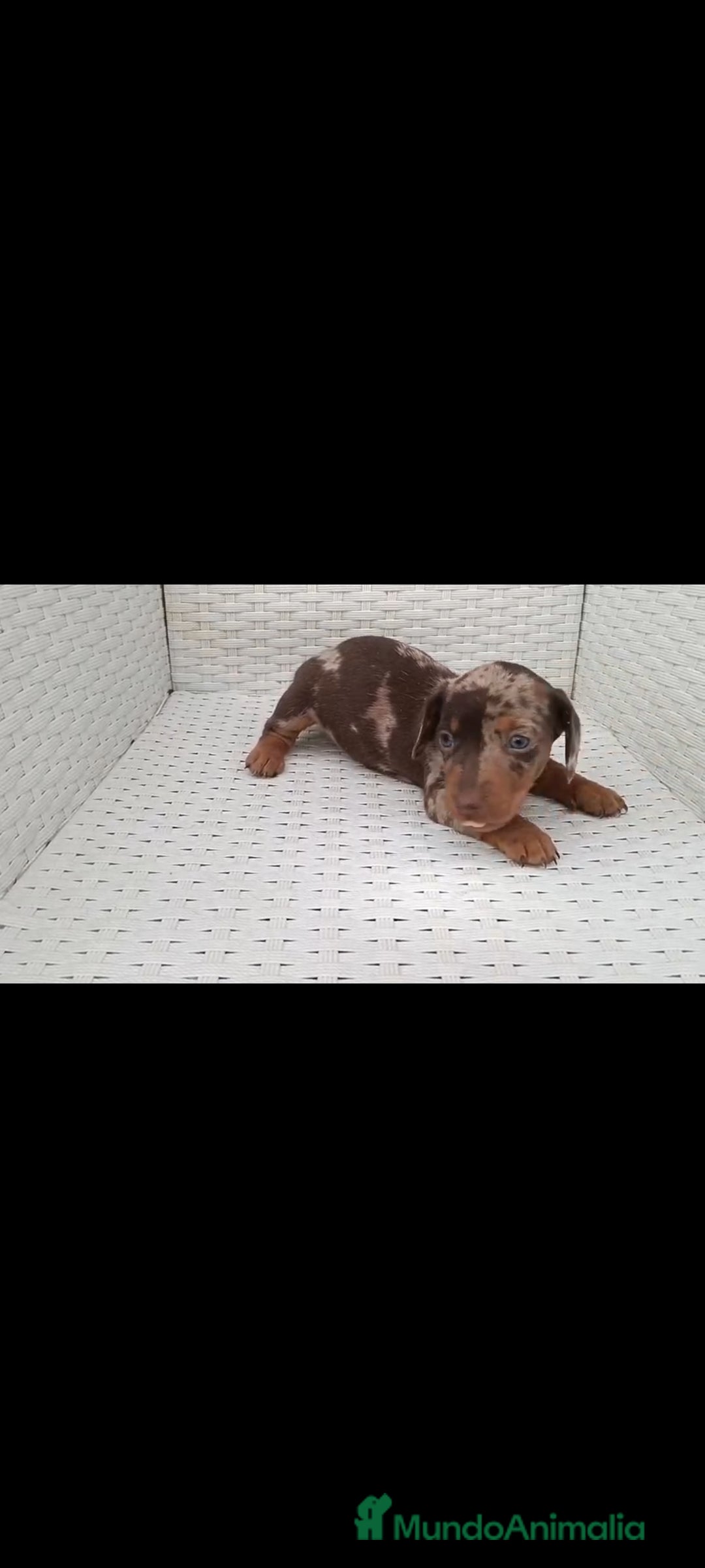 Teckel Miniatura perros en venta: Teckel kaninchen  - Imagen 3