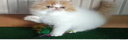 Persa gatos en venta: Machito Persa - Anuncio 2