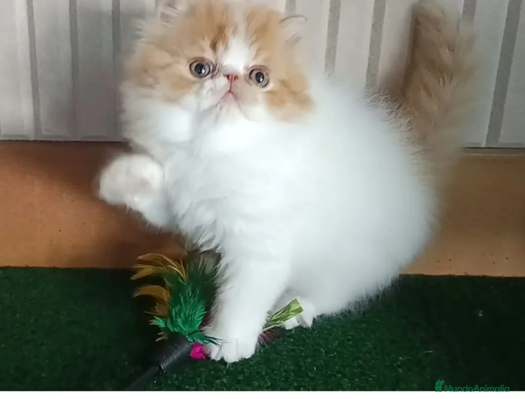 Persa gatos en venta: Machito Persa - Anuncio 2
