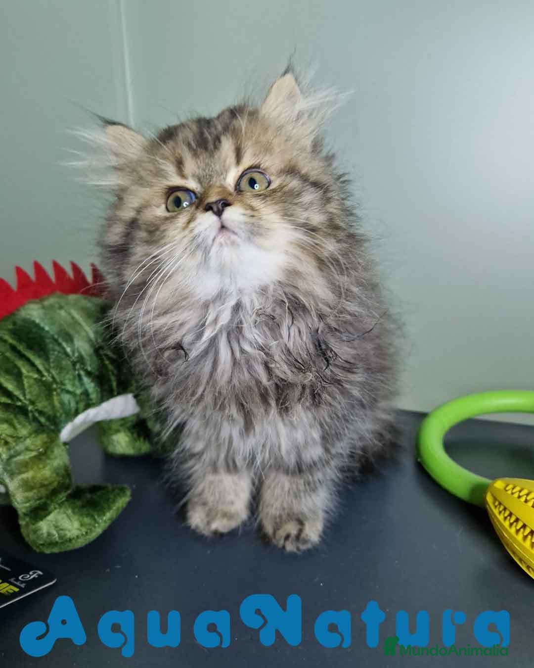 Persa gatos en venta: Persa Hembra Virgi 7727 AQUANATURA - Imagen 4