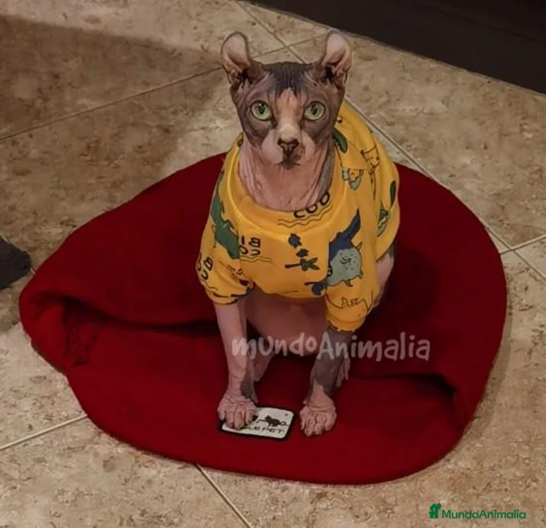 Imagen de galería {{count}}