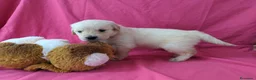 Golden Retriever perros en venta: Preciosos cachorros de golden retriever - Anuncio 20