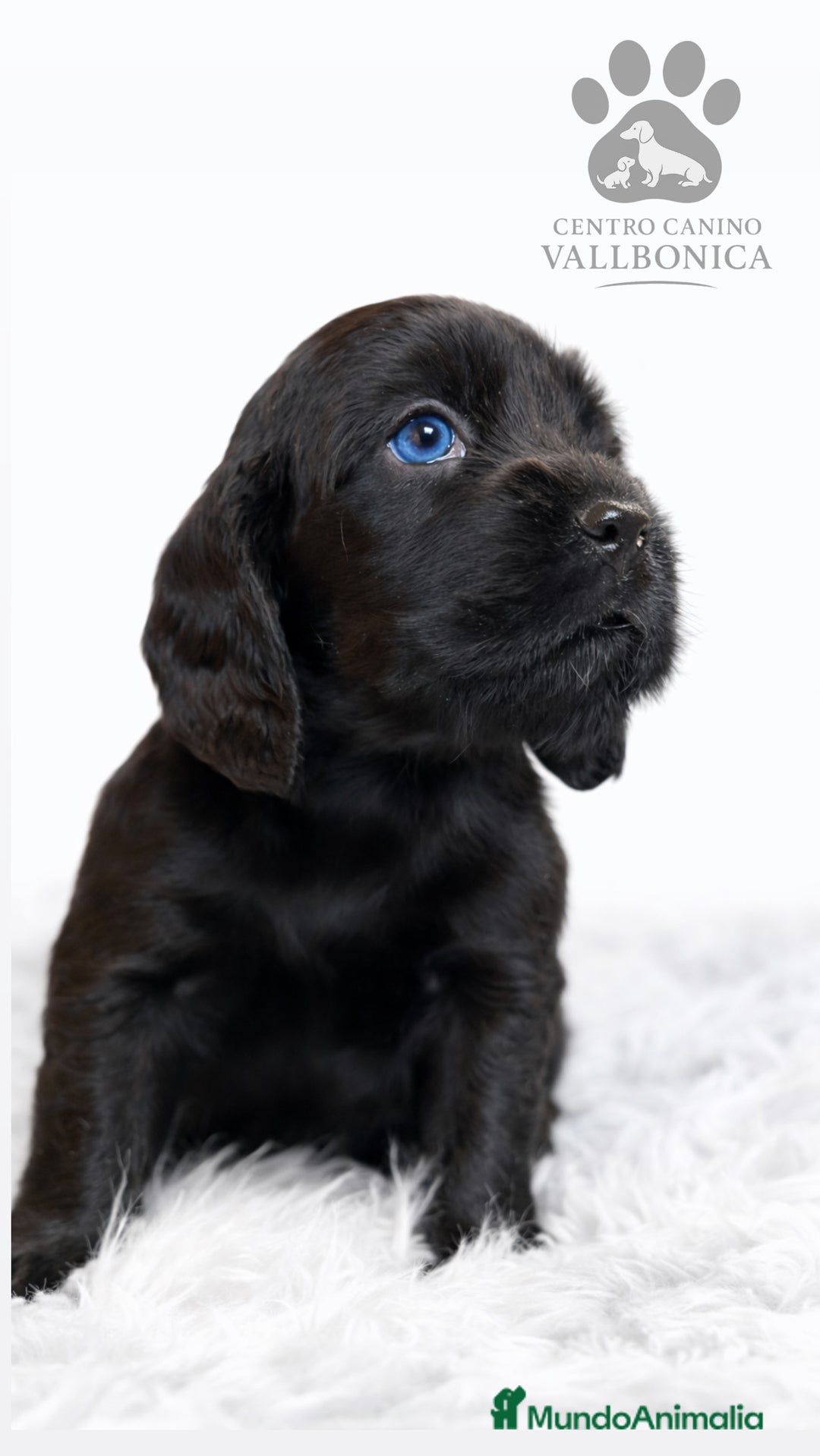 Cocker Spaniel Inglés perros en venta: Cocker inglés negro  - Anuncio 1