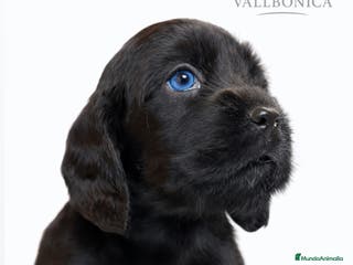 Cocker Spaniel Inglés perros Cocker inglés negro - Anuncio 36