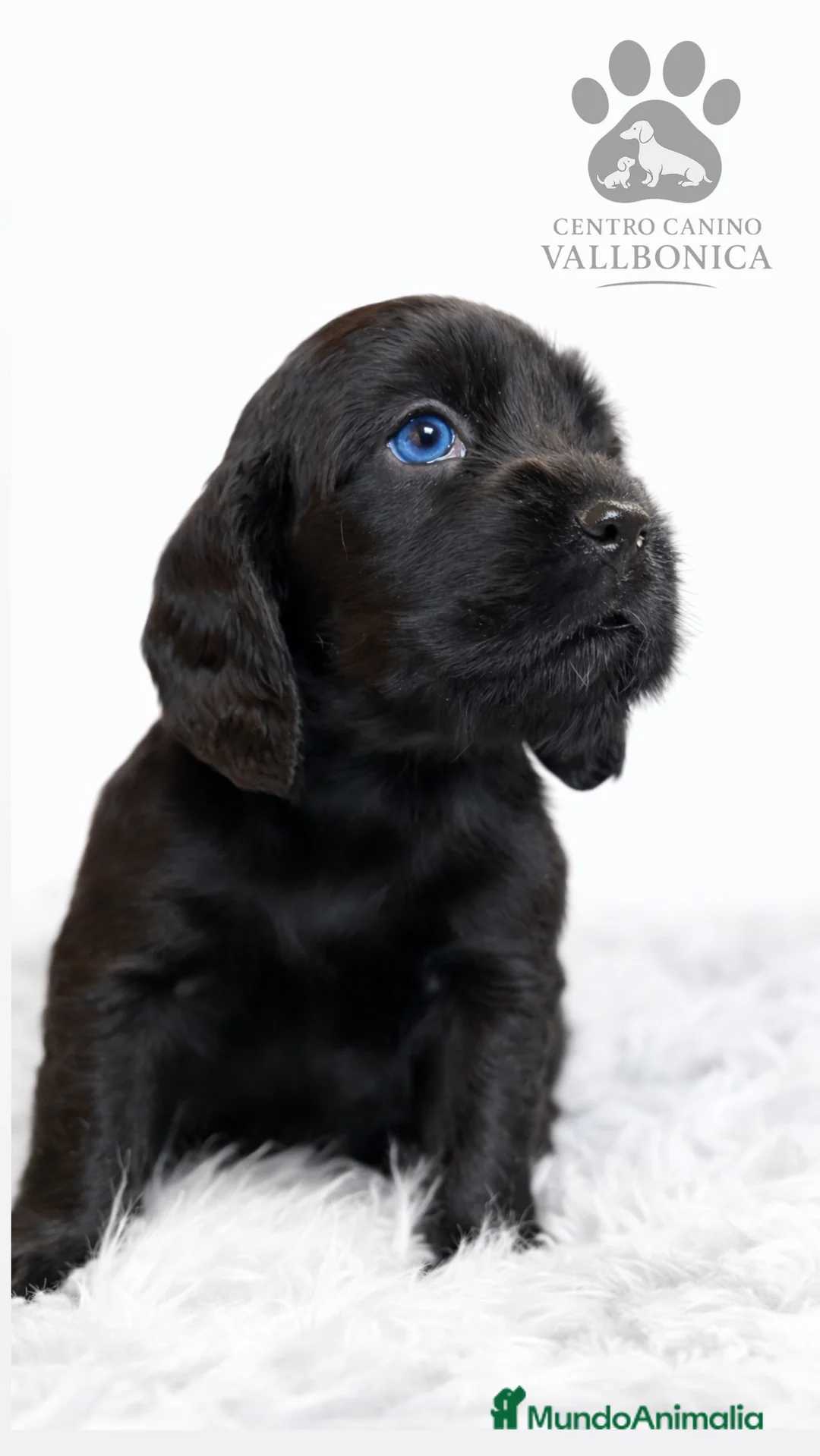 Cocker Spaniel Inglés perros en venta: Cocker inglés negro  - Anuncio 1